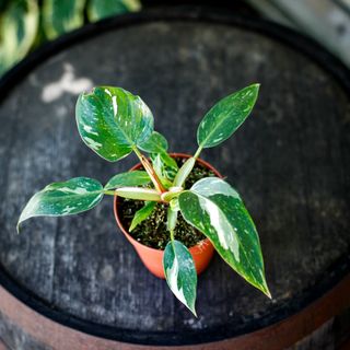 Philodendron 'White Princess'