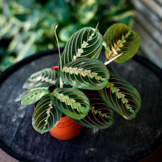 Maranta 'Fascinator Tricolor' 12 cm