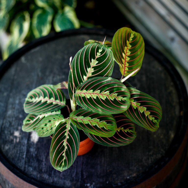 Maranta 'Fascinator Tricolor' 12 cm