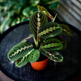 Maranta 'Fascinator Tricolor' 12 cm