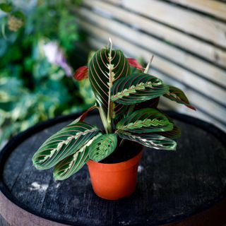Maranta 'Fascinator Tricolor' 12 cm
