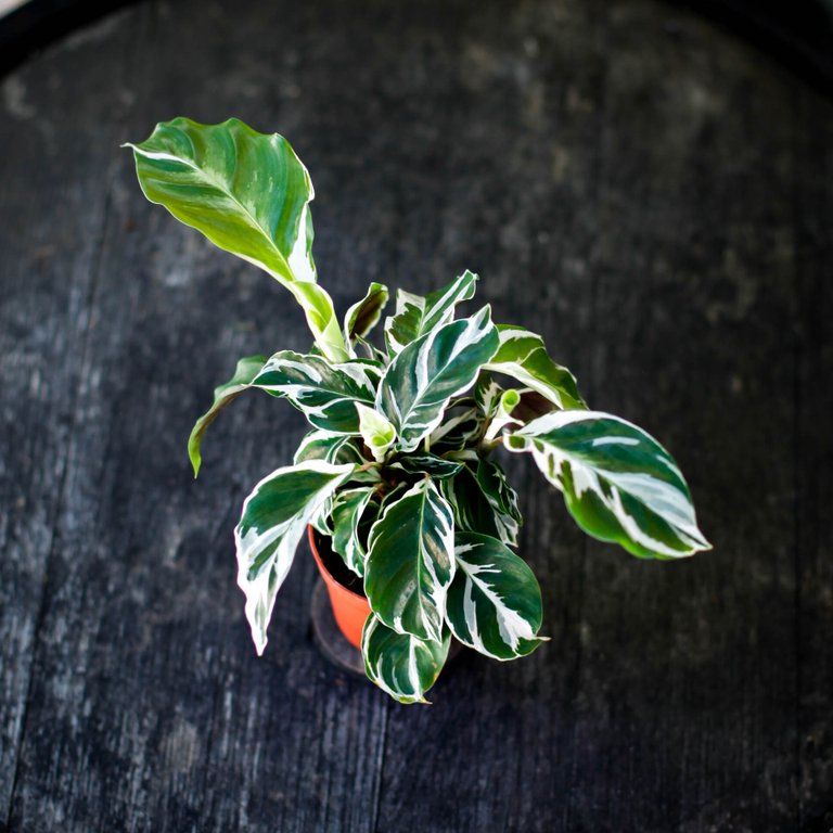 Calathea 'White Fusion' 7 cm