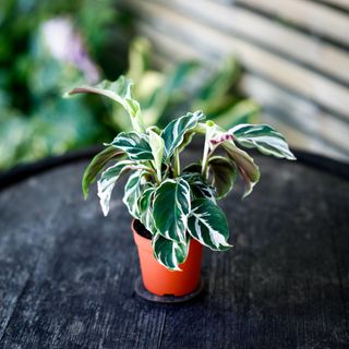 Calathea 'White Fusion'