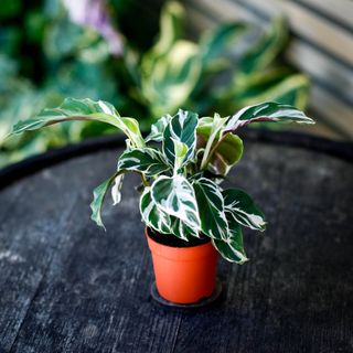 Calathea 'White Fusion'
