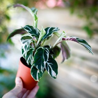 Calathea 'White Fusion'