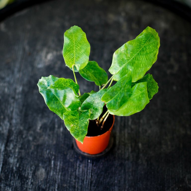 Calathea 'Network' 7 cm