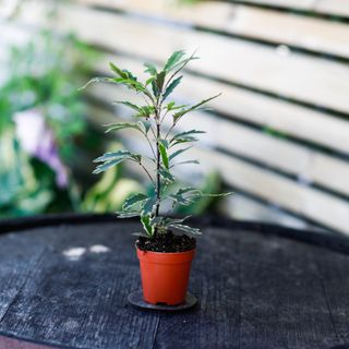 Dizygotheca 'Bianca'