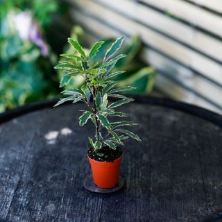 Dizygotheca 'Bianca'