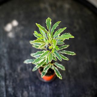 Dizygotheca 'Bianca'