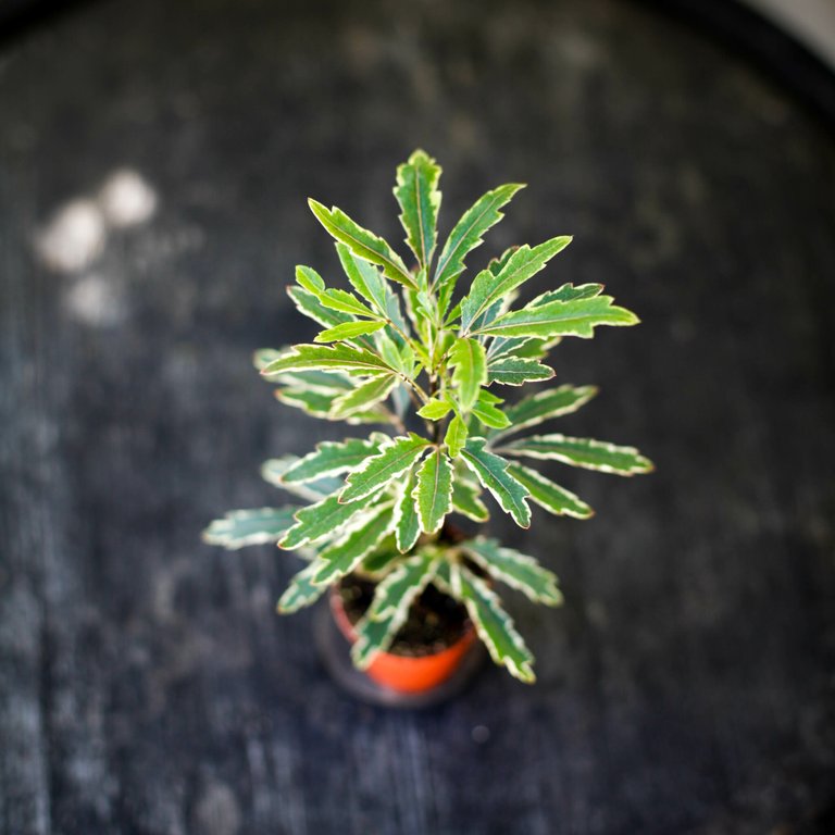 Dizygotheca 'Bianca' 6 cm