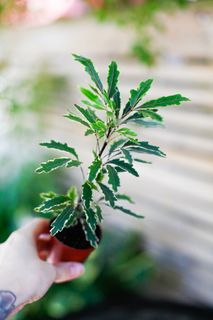 Dizygotheca 'Bianca'