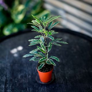 Dizygotheca 'Bianca'