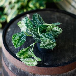 Scindapsus 'Trebie' 12 cm