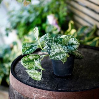 Scindapsus 'Trebie' 12 cm