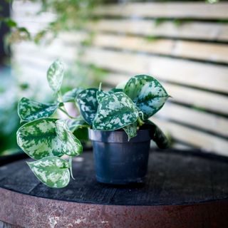 Scindapsus 'Trebie' 12 cm