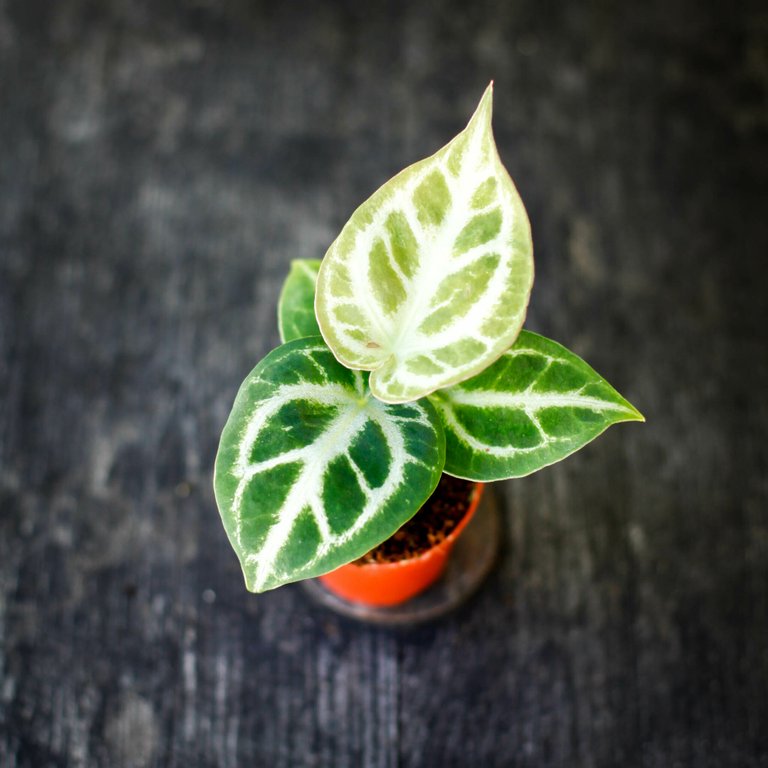 Anthurium 'Silver Blush' 6 cm