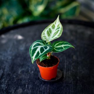 Anthurium 'Silver Blush'