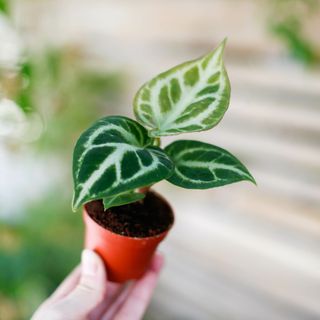 Anthurium 'Silver Blush'