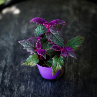 Gynura 'Purple Passion' 8,5 cm - Sammetsblad