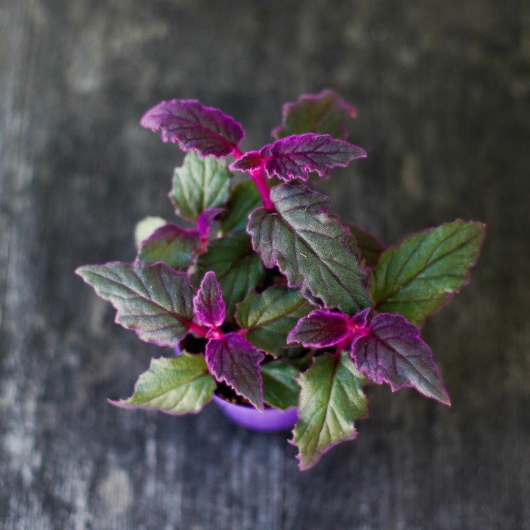 Gynura 'Purple Passion' - Sammetsblad 8,5 cm