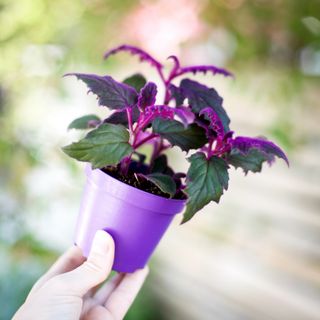 Gynura 'Purple Passion' 8,5 cm - Sammetsblad