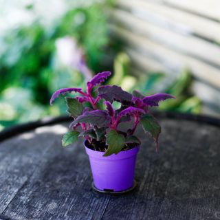 Gynura 'Purple Passion' 8,5 cm - Sammetsblad