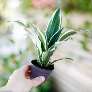Dracena 'White Jewel'