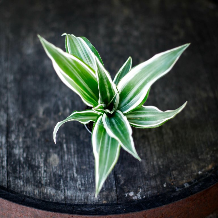 Dracena 'White Jewel' 6 cm RÄDDA MIG!