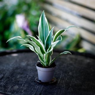 Dracena 'White Jewel'