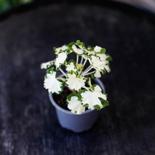 Pelargonium 'Freak Of Nature'