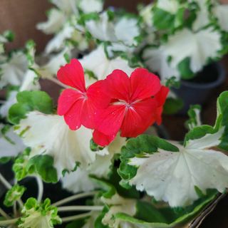 Pelargonium 'Freak Of Nature'