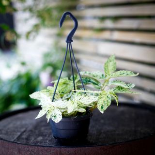 Pellionia repens 'Variegata' i ampel