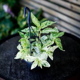 Pellionia repens 'Variegata' i ampel