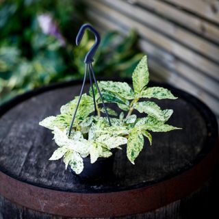 Pellionia repens 'Variegata' i ampel