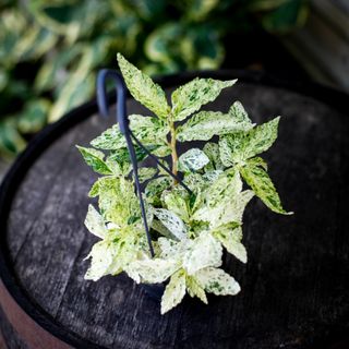 Pellionia repens 'Variegata' i ampel