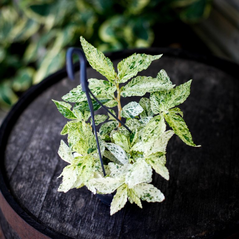 Pellionia repens 'Variegata' i ampel 10,5 cm