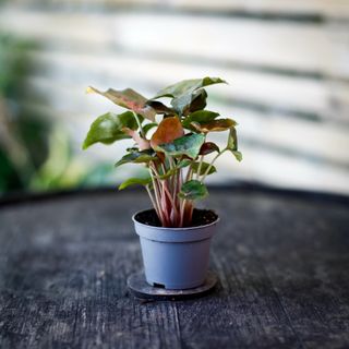 Syngonium 'Maria Allusion'