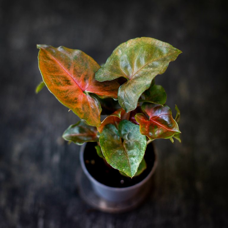 Syngonium 'Maria Allusion' 6 cm