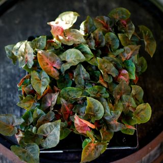 Syngonium 'Maria Allusion'