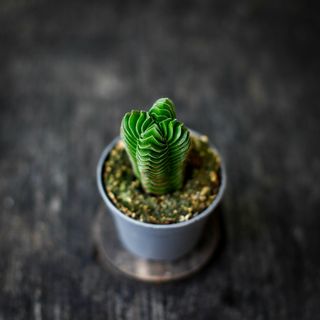 Crassula 'Buddha’s Temple'