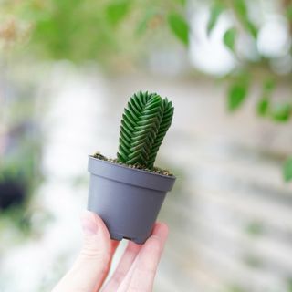 Crassula 'Buddha’s Temple'