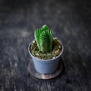 Crassula 'Buddha’s Temple'