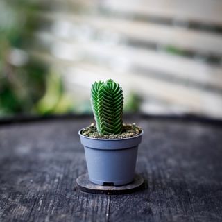 Crassula 'Buddha’s Temple'