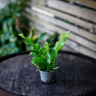 Microsorum 'Crocodyllus'