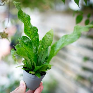 Microsorum 'Crocodyllus'