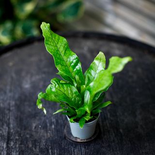 Microsorum 'Crocodyllus'