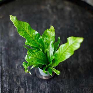 Microsorum 'Crocodyllus'