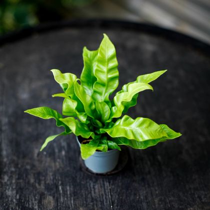 Asplenium Crispy Wave 6 cm