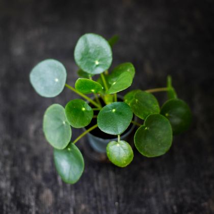 Pilea peperomioides elefantöra
