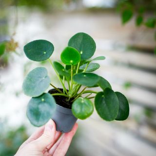 Pilea peperomioides
